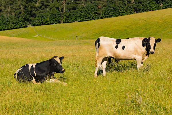 Vaca Lechera Sobre Campo Vidrio Verde Animal Granja — Foto de Stock