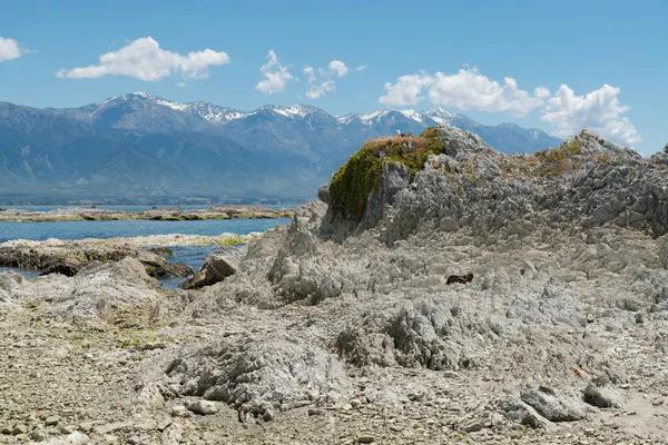 Playa Roca Volcán Blanco Fondo Montaña Paisaje Natural Nueva Zelanda —  Fotos de Stock