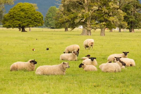 Schwarzes Gesicht Rahmen Schafe Auf Grünem Glas Neuseeland Rahmen Tier — Stockfoto