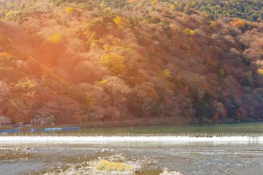 Sonbahar sezonu birden çok renk ağaç dağ nehir ön, Japonya doğal manzara