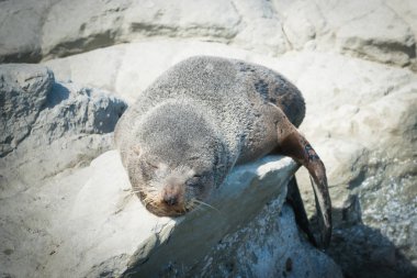 Uyku kürk mühür kayada Kaikoura south Island Yeni Zelanda beach
