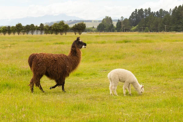Braunes Und Weißes Baby Alpaka Über Grünem Glas Nutztier — Stockfoto