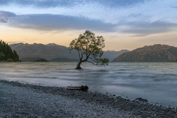 Nieuw Zeeland Wanaka Lake Met Alleen Boom Tijdens Zonsondergang Natuurlijke — Stockfoto