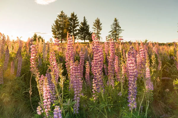 Lupinenblume Sonnenaufgang Ton Neuseeland Sommersaison Natürliche Landschaft Hintergrund — Stockfoto