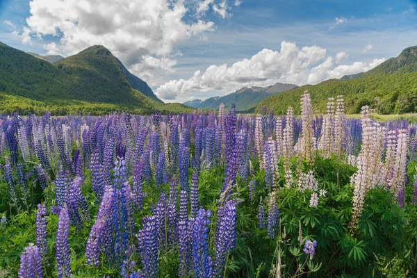 Purple colour lupines blossom with mountain background, New Zealand summer season natural landscape