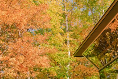 Sonbahar mevsiminde düşen ağaç birden fazla renk, doğal manzara