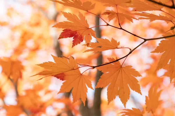 Maple leaf orange colour duing autumn season, natural landscape background
