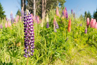 Mor çiçekli seçici odak, sonbahar sezonu Yeni Zelanda doğal manzarası 