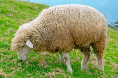 Dağ yamacında yeşil cam yiyen şirin koyunlar, çiftlik hayvanları.