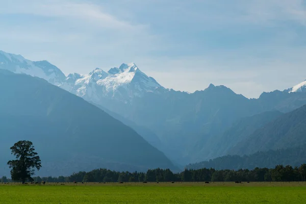 Koken Nieuw Zeeland Nationaal Park Zuidelijk Eiland Natuurlijke Landschap Achtergrond — Stockfoto