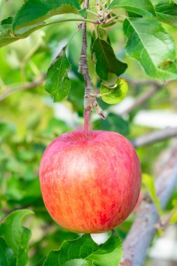 Ağaçta organik kırmızı elma, doğal durumda, yakın çekim.