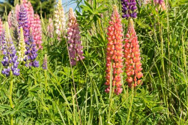 Çiçek açan lupine flora, Yeni Zelanda sonbahar mevsimi doğal manzarası.