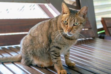 Ahşap zeminde duran sevimli dişi kediye bakıyorum.