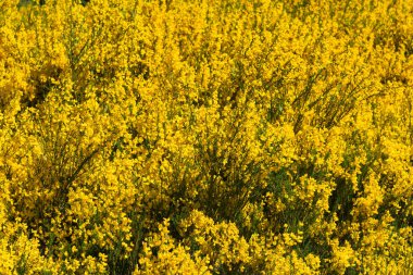 Tamamen çiçek açan sarı çiçek, doğal manzara.