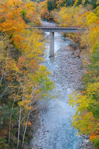 Cor Mudando Árvore Sobre Pequeno Rio Durante Temporada Outono Hokkaido — Fotografia de Stock