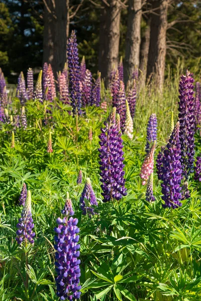 Flor Púrpura Flor Completa Nueva Zelanda Otoño Temporada Paisaje Natural —  Fotos de Stock