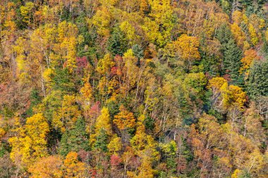 Güzel rengarenk orman ağacı sonbahar mevsiminde, doğal manzara arka planı
