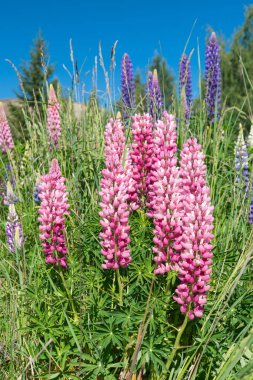 Pembe çiçekli lupin çiçeği, Yeni Zelanda doğal manzarası