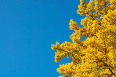 Sarı Ginko açık mavi gökyüzü arkaplanıyla ayrılıyor