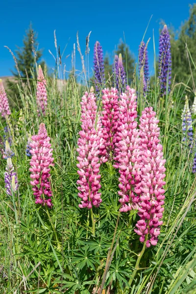 Rosa Blühende Lupinenblume Neuer Eifer Und Natürliche Landschaft Hintergrund — Stockfoto