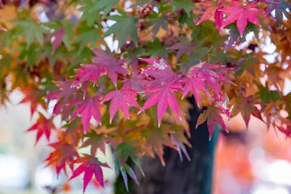 Feuilles Érable Pourpres Pendant Saison Automne — Photo