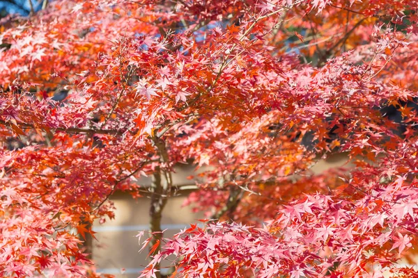 Voller Roter Ahornblätter Während Der Herbstsaison — Stockfoto
