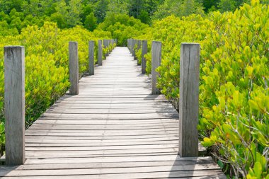 Ormanın derinliklerine giden ahşap yürüyüş yolu, doğal manzara.