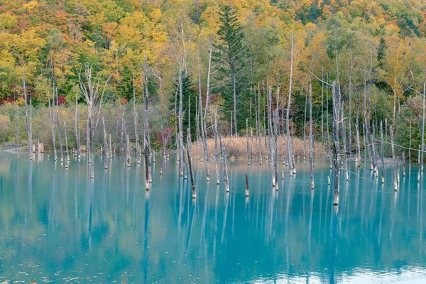 Blue Pond Natural Water Lake Asahikawa Hokkaido Japan Travel Destination — Stock Photo, Image