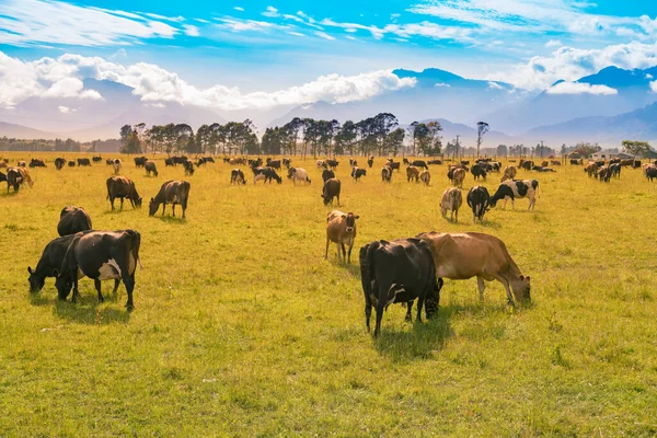 Cow Farming Green Glass Mountain Background — Stock Photo, Image