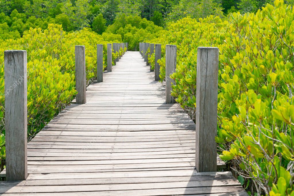 Wooden walking path leading to deep forest, natural landscape background