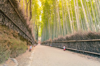 Bambu Jungel yürüyüş yolu, Arashiyama Japon doğal alanı.