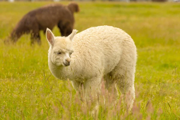 Carino Bianco Baby Alpaca Vetro Verde Animale Fattoria — Foto Stock