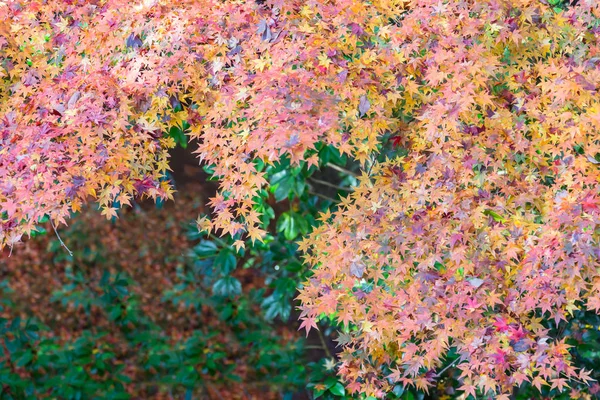 Farbe Ahornblätter Herbst Japan Natürliche Landschaft Hintergrund — Stockfoto