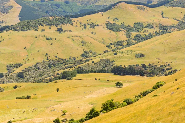 Berghelling Met Groen Glas Bedekt Nieuw Zeeland Natuurlijke Landschap Achtergrond — Stockfoto