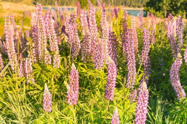Mor çiçekli lup çiçeği, Yeni Zelanda Yazı doğal manzarası