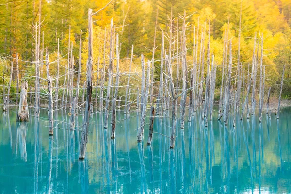 Blue Pond Water Lake Died Tree Falling Tree Background Furano — Stock Photo, Image