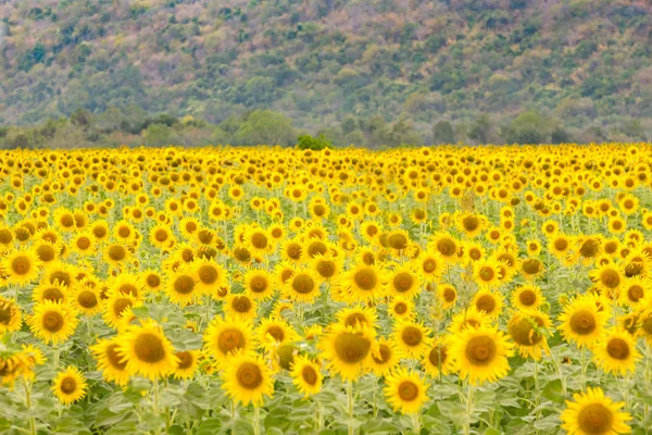 Pleine Floraison Champ Tournesol Fond Paysage Naturel — Photo