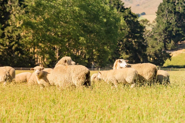 Овцы Едят Зеленое Стекло Фермерское Животное Новой Зеландии — стоковое фото