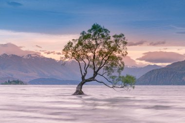 Wanaka Gölü 'ndeki yalnız ağaç. Dağ altyapısı, Yeni Zelanda doğal manzarası.