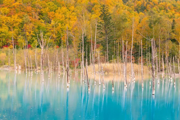Jezioro Wodne Blue Pond Jesienią Hokkaido Japonia — Zdjęcie stockowe