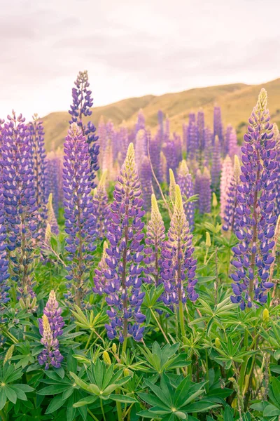 Purple Full Bloom Lupine Paisagem Natural Nova Zelândia — Fotografia de Stock