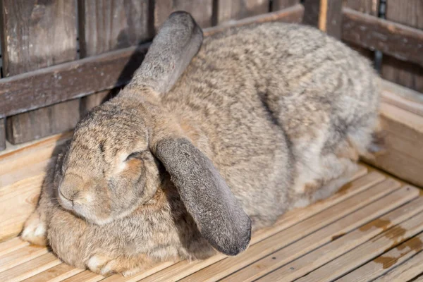 Schlafendes Braunes Kaninchen Auf Holzboden Haustier — Stockfoto