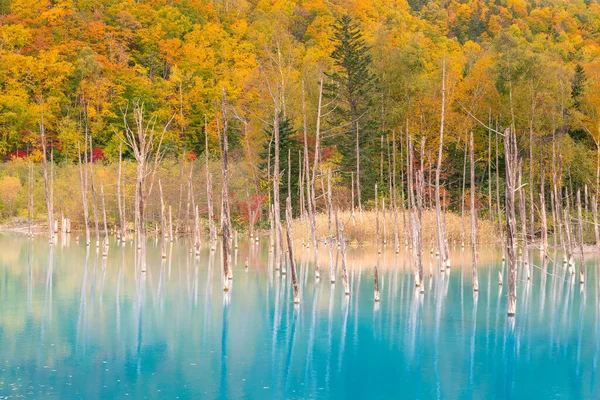 Jezioro Wodne Blue Pond Jesienią Hokkaido Japonia Zdjęcie Stockowe