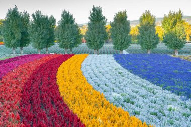 Çiçek rengi gökkuşağı tonu Japonya 'nın sonbahar mevsiminde bahçe düzenlemesi