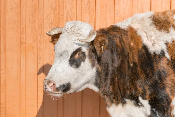 Cerca Vaca Mirando Con Fondo Pared Madera — Foto de Stock