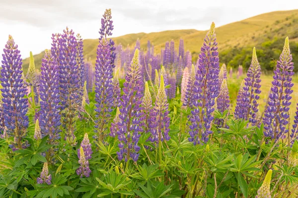 Flor Completa Flor Altramuz Púrpura Cerca Nueva Zelanda Verano Paisaje —  Fotos de Stock