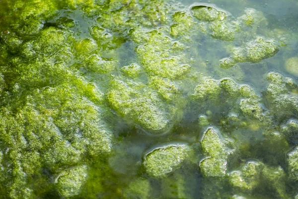 Grön mossa i vatten - Moss konsistens, bakgrund — Stockfoto