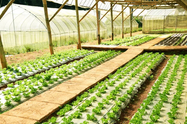 Свежий салат выращивается в гидропонной системе в теплице — стоковое фото
