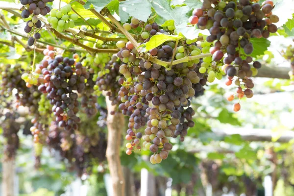 Raisins rouges dans le vignoble — Photo