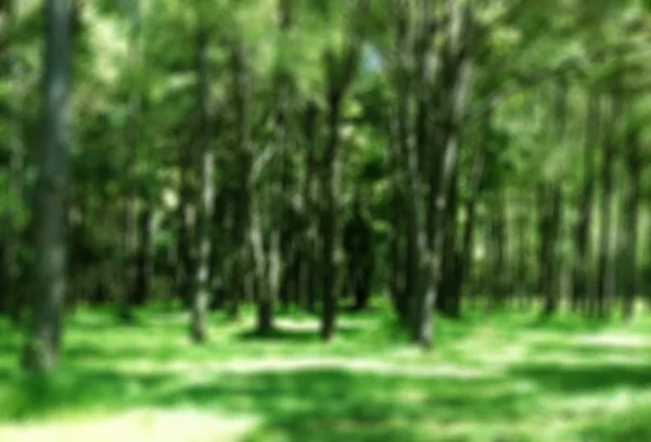 Abstraktní Foto světla propukla mezi stromy a třpytky bok — Stock fotografie